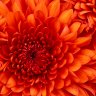 Hailey22847